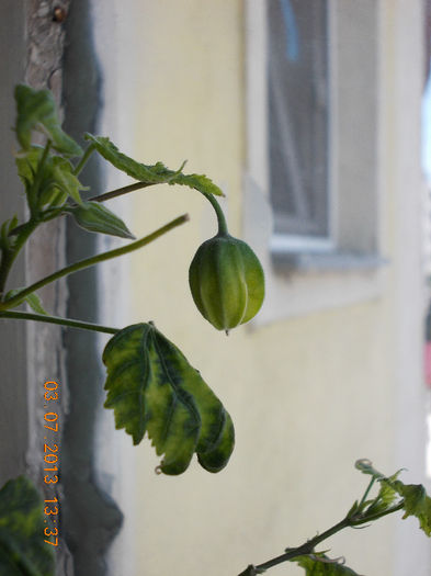 3 iulie 2013-flori 137