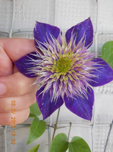 clematis multi blue