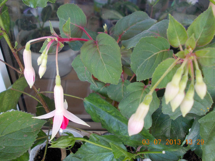 3 iulie 2013-flori 068