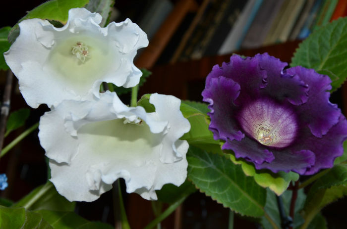 Mont Blanc si Indigo - Gloxinii 2013