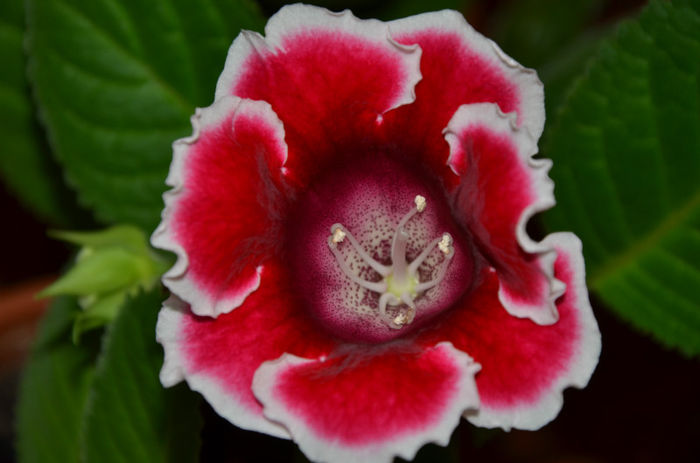 Kaiser Friederih - Gloxinii 2013