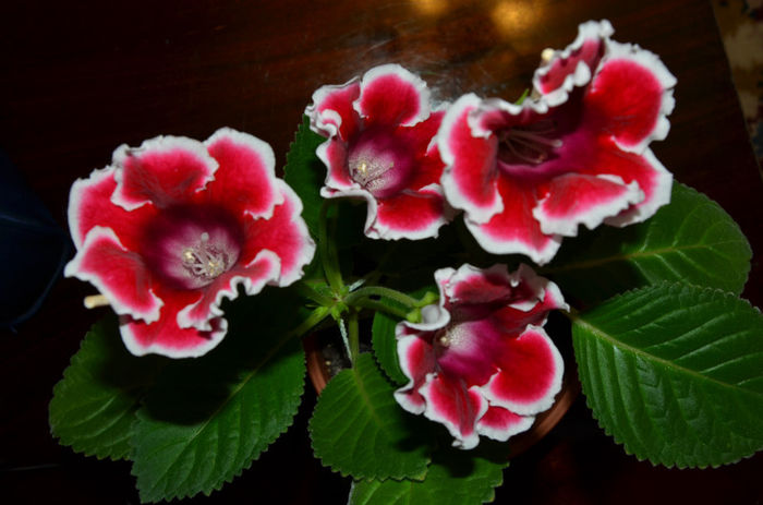 Kaiser Friederih - Gloxinii 2013