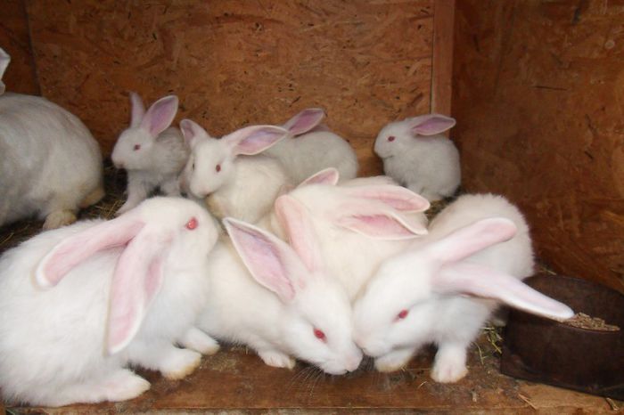 unul mai frumos ca altul