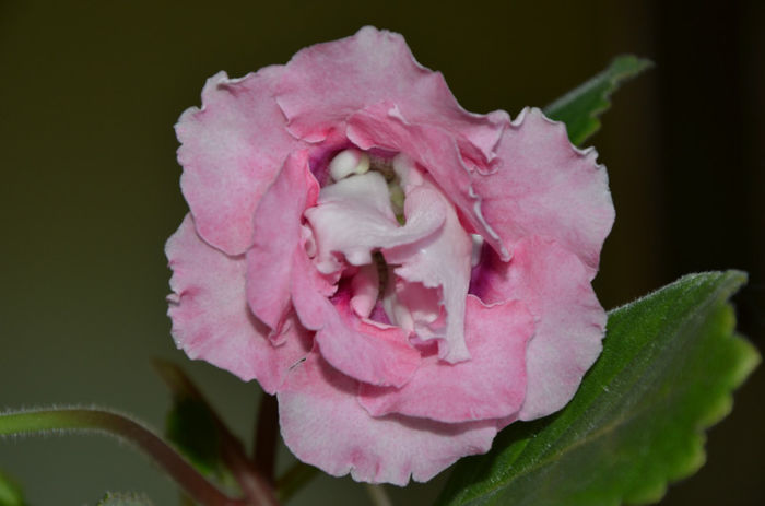 Rokoko Pink cu picatele