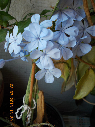 3 iulie 2013-flori 076 - plumbago bleu