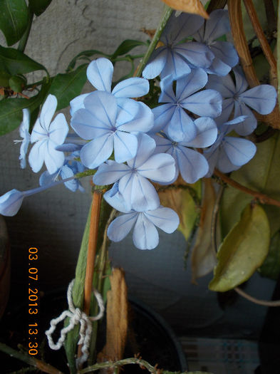3 iulie 2013-flori 078 - plumbago bleu