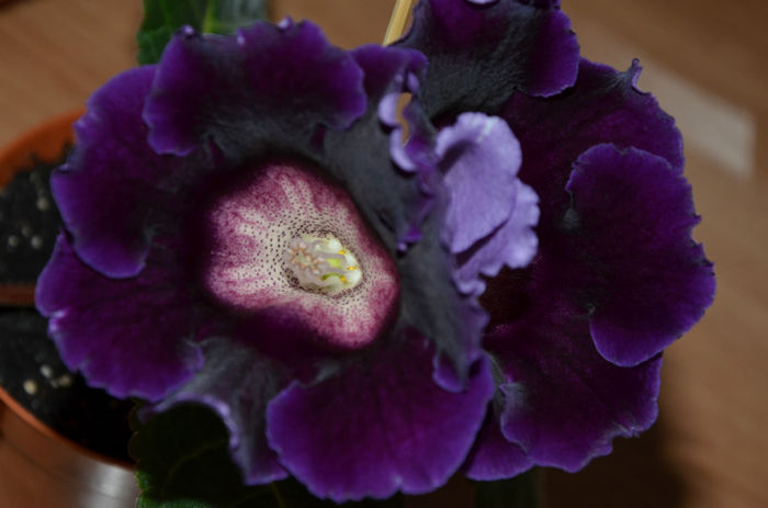 Tigrina Blue Dark Florentina - Gloxinii 2013