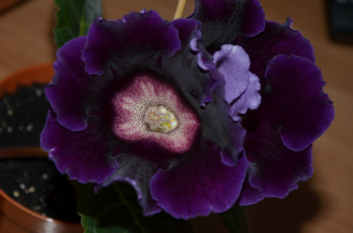 Tigrina Blue Dark cu picatele - Gloxinii 2013