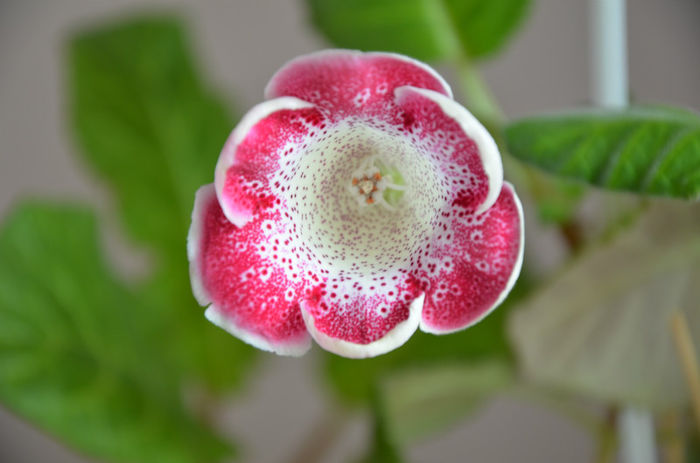 Tigrina Red Frizzy - Gloxinii 2013