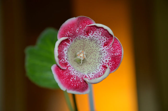Tigrina Red Frizzy in loc de Blanche de Maru de la Tiberiu Peter - Gloxinii 2013