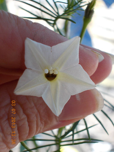 ipomoea quamoclit white