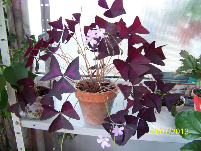 453_0109 - oxalis