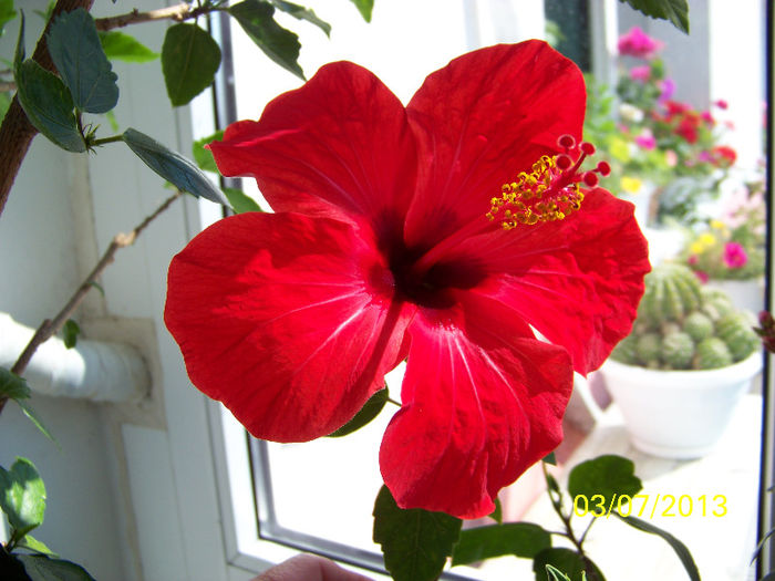 453_0089 - Rosario Red