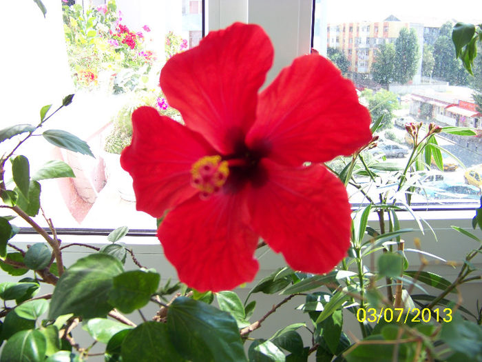 453_0093 - Rosario Red