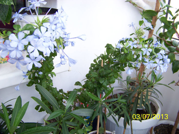 453_0102 - plumbago 2013