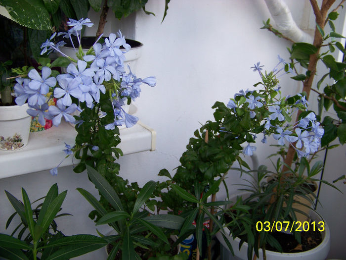 453_0103 - plumbago 2013