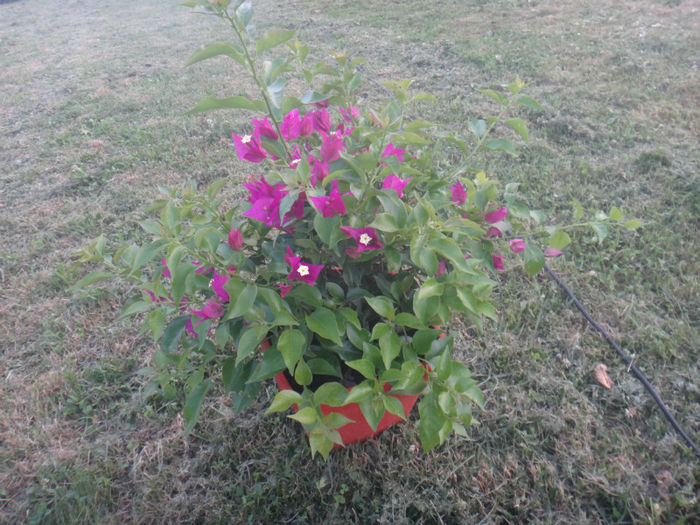 DSC02031 - bougainvillea