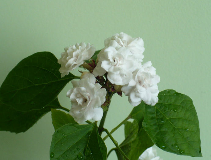 P1450661