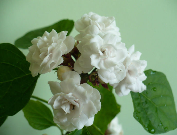 P1450662