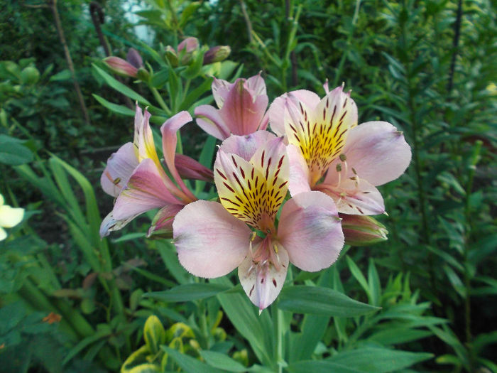 DSCF5043 - Gradina de flori 2013