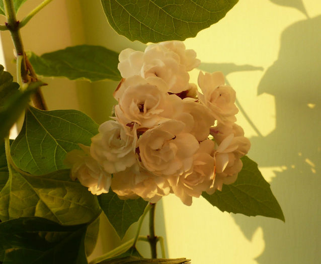 P1450776