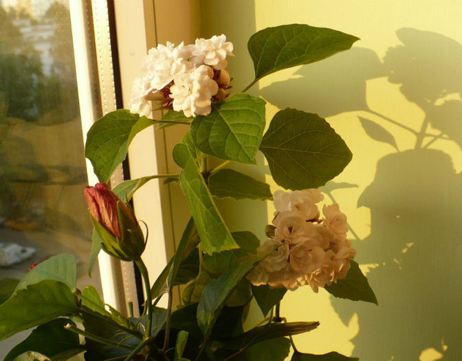 P1450778