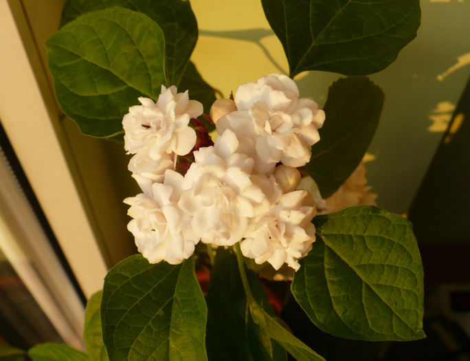 P1450779