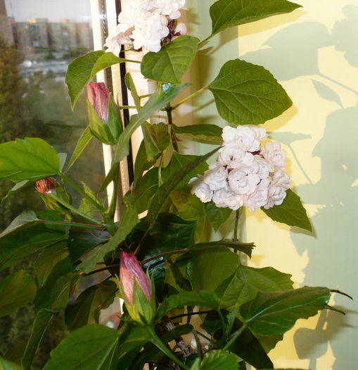 P1450781