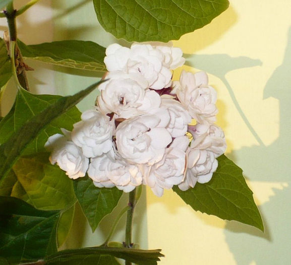 P1450781 crop