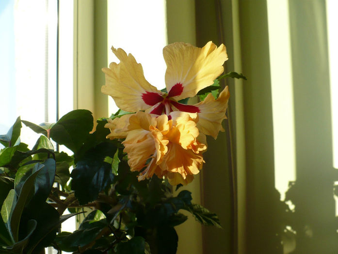 P1450723 - hibiscusi 2013