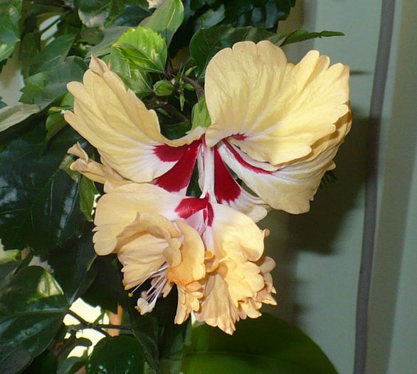 P1450729 - hibiscusi 2013