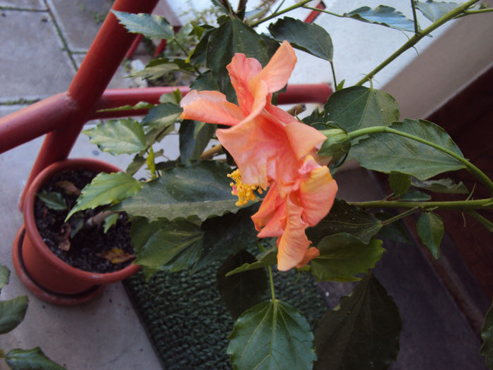 DSC07520