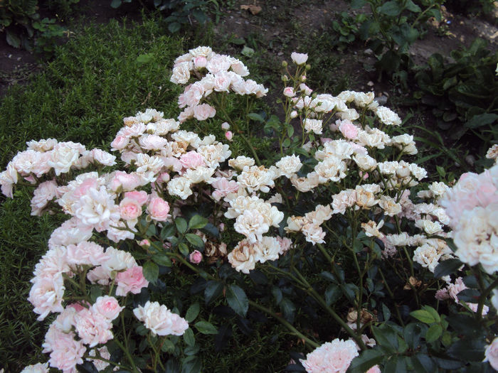 DSC07450