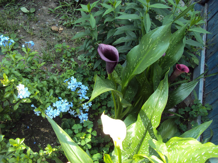 DSC07468