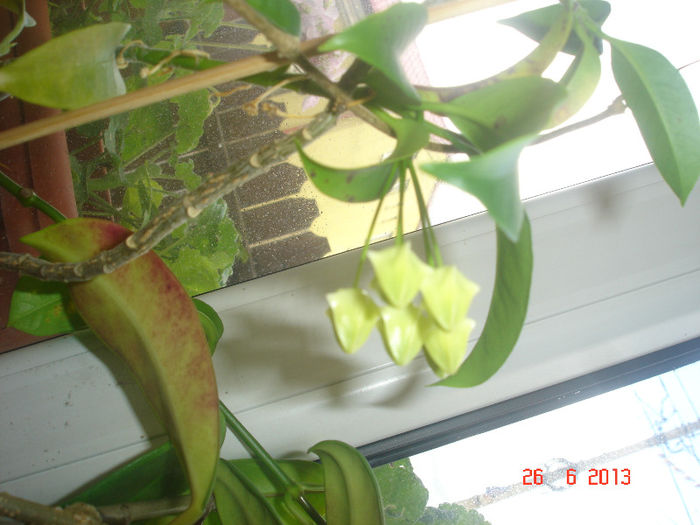 boboci 2013 - Hoya Multiflora