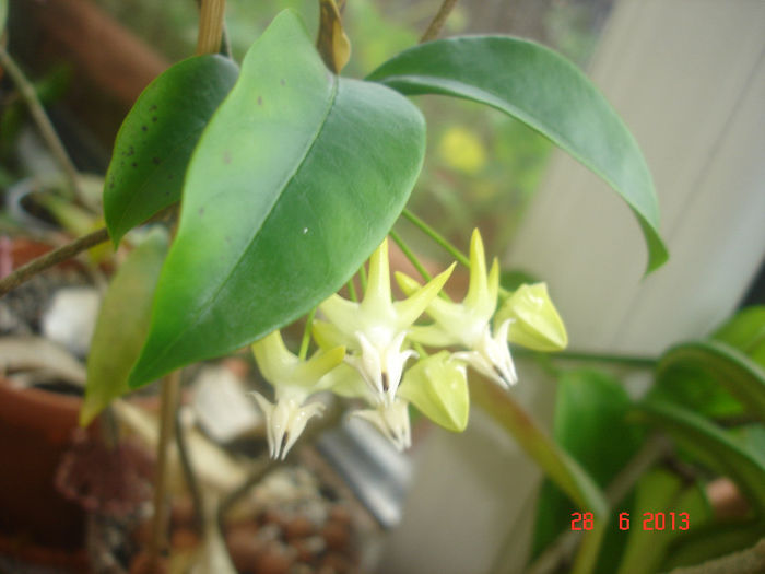 DSC07470 - Hoya Multiflora