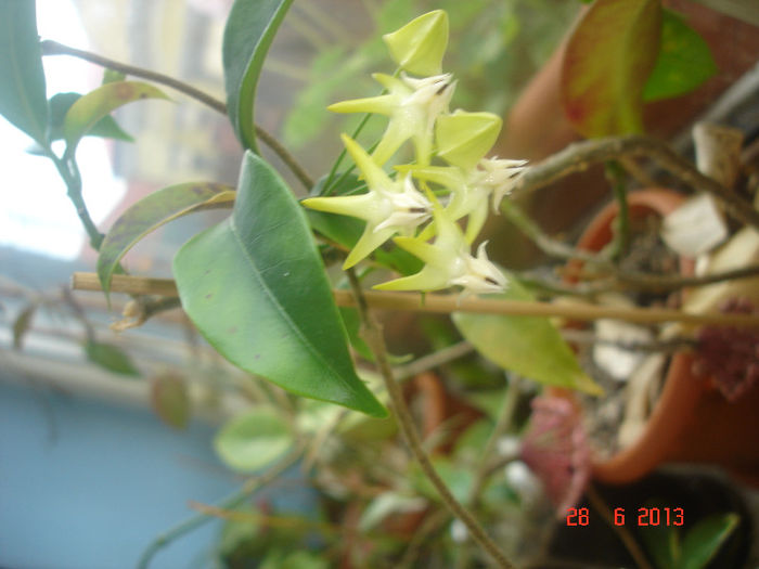 DSC07471 - Hoya Multiflora