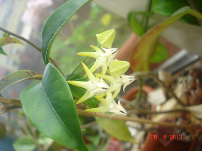 DSC07472 - Hoya Multiflora