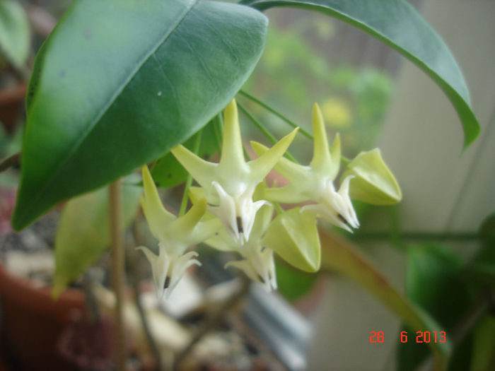 DSC07473 - Hoya Multiflora