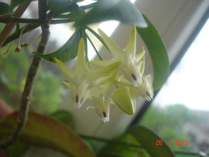 DSC07474 - Hoya Multiflora