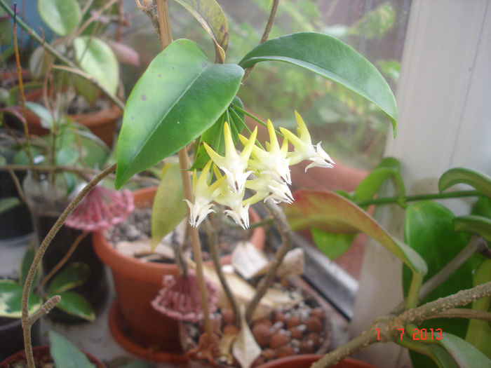 multiflora 1 - Hoya Multiflora