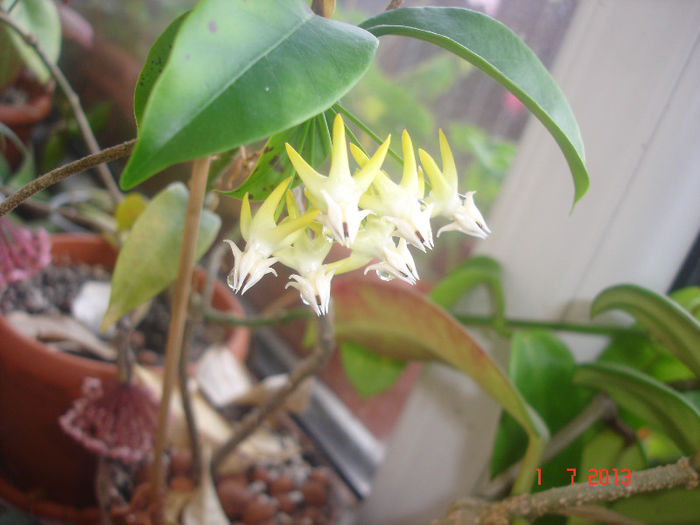multiflora 2 - Hoya Multiflora
