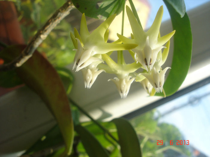 multiflora 5 - Hoya Multiflora