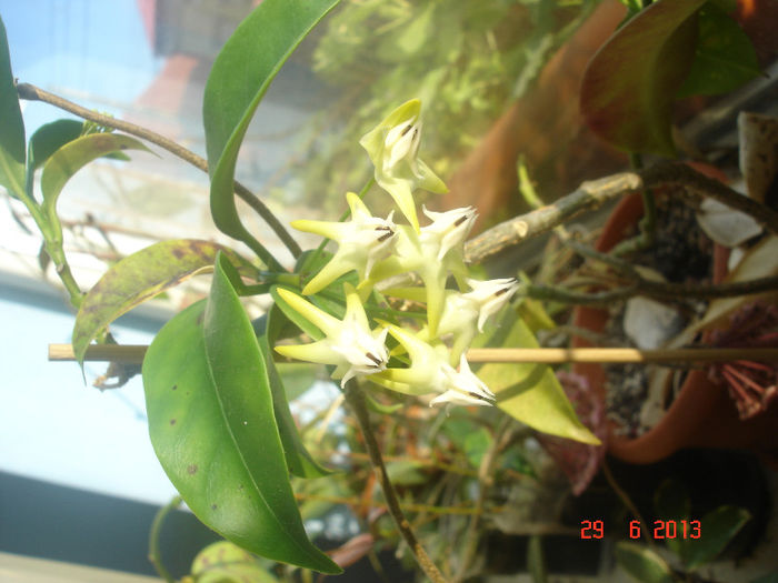 multiflora. - Hoya Multiflora
