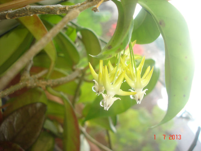 multiflora - Hoya Multiflora
