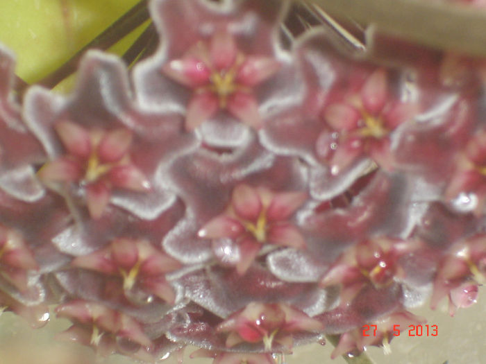 DSC07093 - Hoya pubicalyx RHP