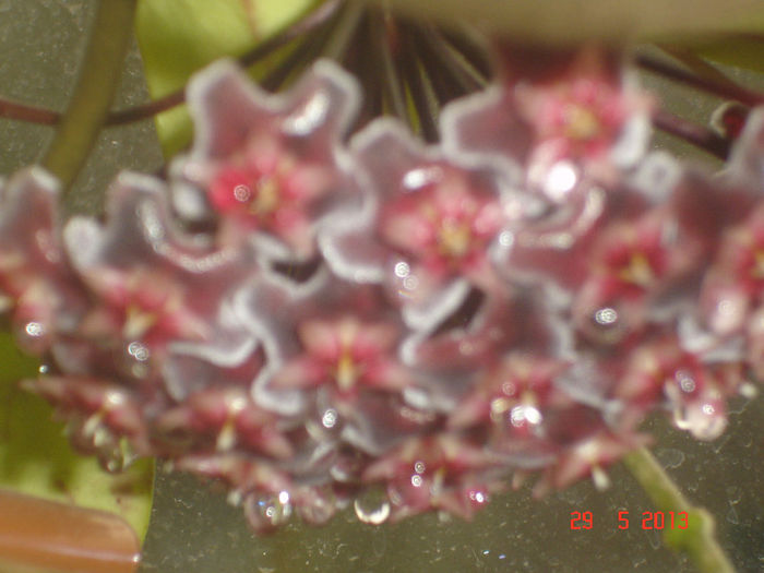 DSC07116 - Hoya pubicalyx RHP