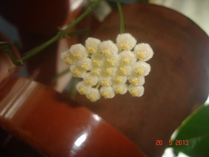 DSC07042 - X Hoya Lacunosa pierduta