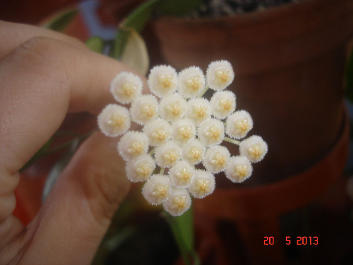 DSC07044 - X Hoya Lacunosa pierduta