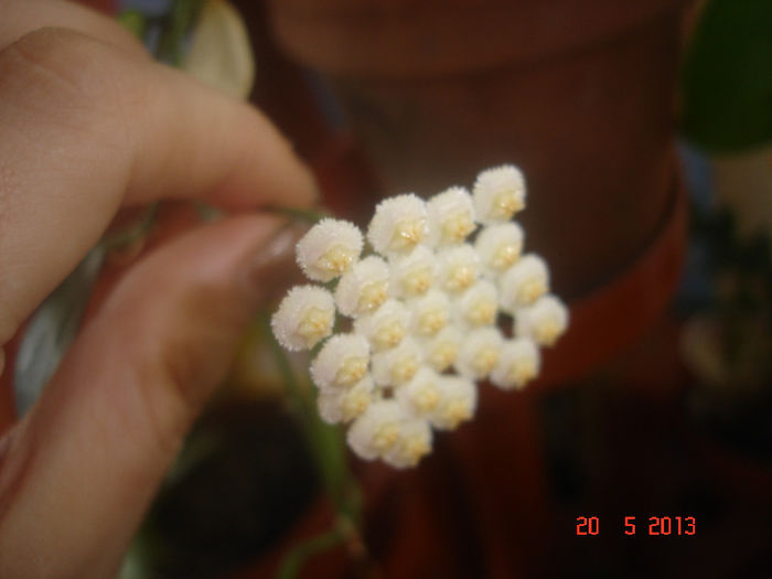 DSC07045 - X Hoya Lacunosa pierduta